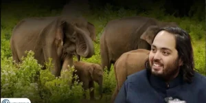 Anant Ambani Zoo Investigation: Supreme Court Orders Probe into Vantara Project